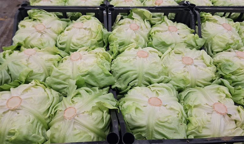 Canasta - Italia - 1,00/1,30 euro al chilogrammo